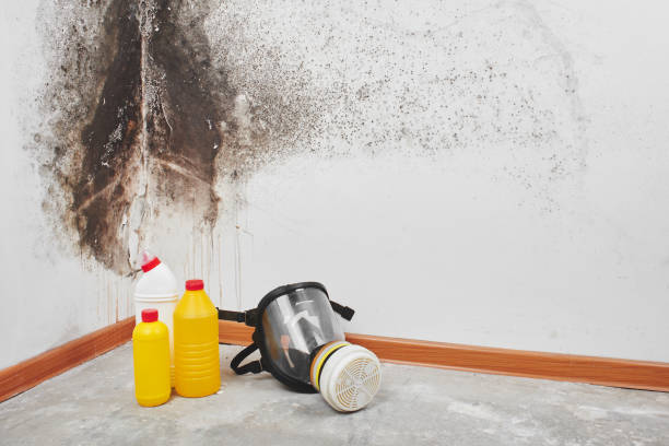 Best Mold Testing and Removal  in Hudson, IA