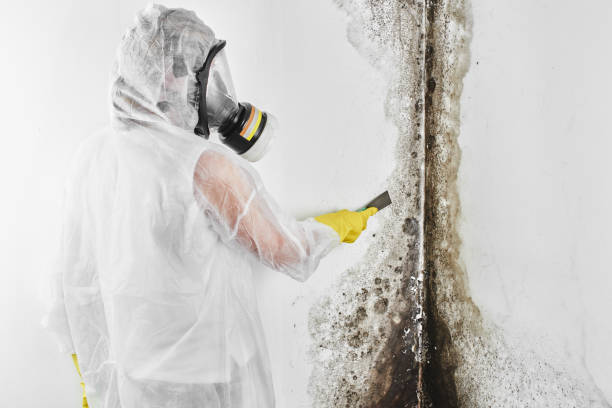 Best Professional Mold Removal  in Hudson, IA