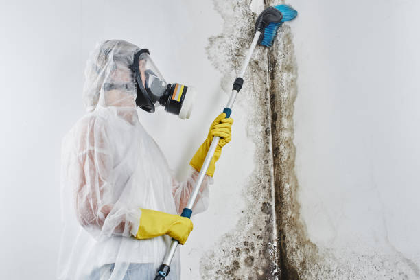 Best Home Mold Removal  in Hudson, IA
