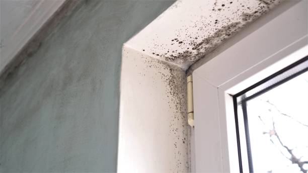 Best Attic Mold Removal  in Hudson, IA