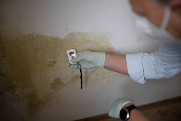 Best Mold Remediation Services  in Hudson, IA
