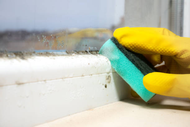Best Fast Mold Removal  in Hudson, IA