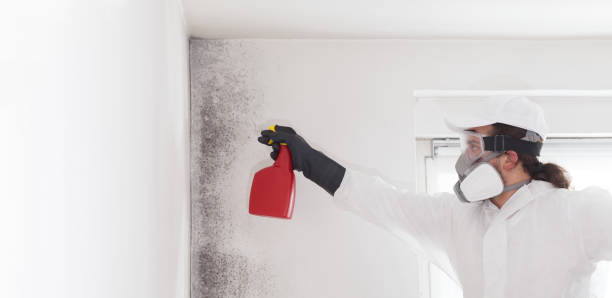 Best Mold Removal Near Me  in Hudson, IA