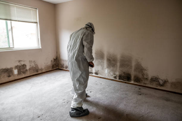 Best Black Mold Removal  in Hudson, IA