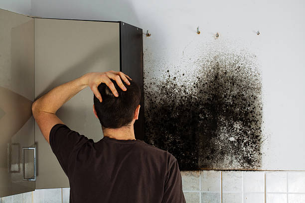 Best Mold Testing  in Hudson, IA
