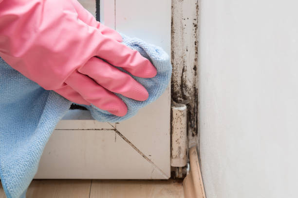 Mold Testing and Removal in Hudson, IA