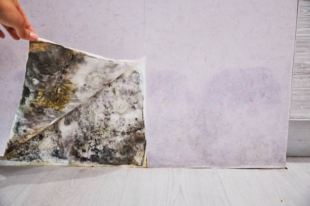 Reliable Hudson, IA Mold Removal Solutions